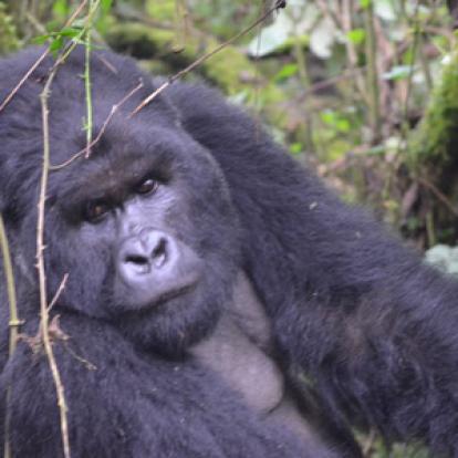 ©Eric F. - Tous Droits Réservés Voyage au Rwanda d'Olivier
