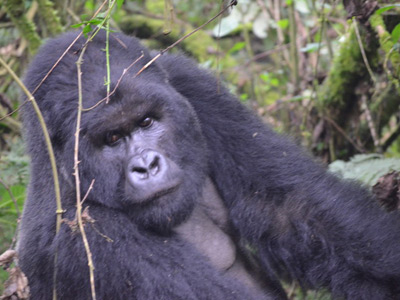 ©Eric F. - Tous Droits réservés Voyage au Rwanda d'Olivier