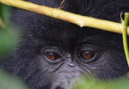 Voyage au Rwanda d'Olivier