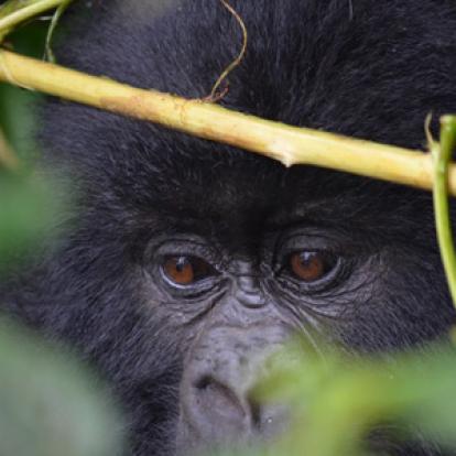 ©Eric F. - Tous Droits Réservés Voyage au Rwanda d'Olivier