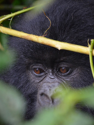 ©Eric F. - Tous Droits réservés Voyage au Rwanda d'Olivier