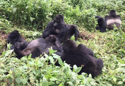Voyage au Rwanda d'Olivier