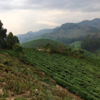 Voyage au Rwanda d'Olivier