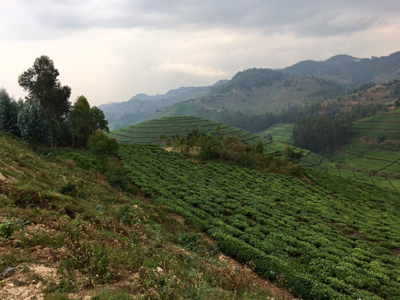 Voyage au Rwanda d'Olivier