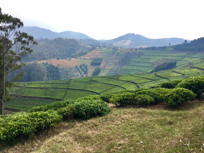 Voyage au Rwanda d'Olivier