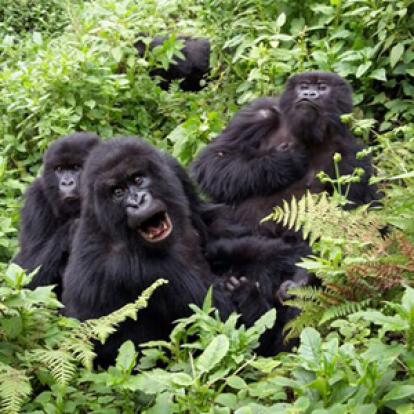 Voyage au Rwanda d'Olivier