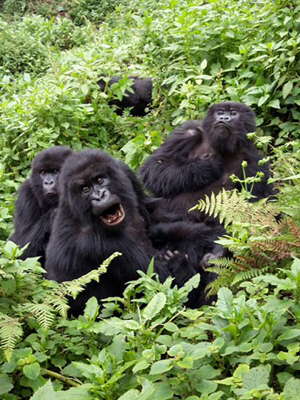 Voyage au Rwanda d'Olivier