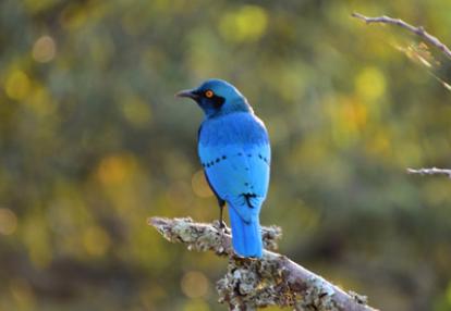 Voyage au Rwanda de la Famille de Sylvain S.