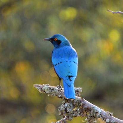 Voyage au Rwanda de la Famille de Sylvain S.