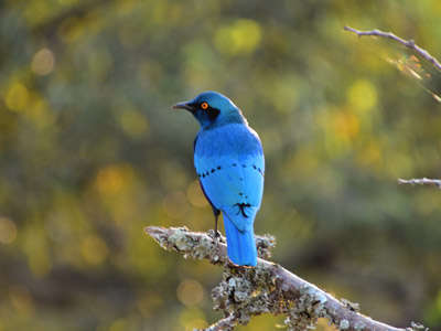 Voyage au Rwanda de la Famille de Sylvain S.