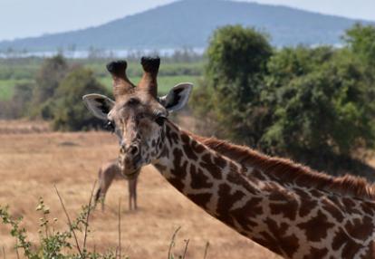 ©Sylvain S. - Tous Droits réservés Voyage au Rwanda de la Famille de Sylvain S.