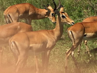 Voyage au Rwanda de la Famille de Sylvain S.