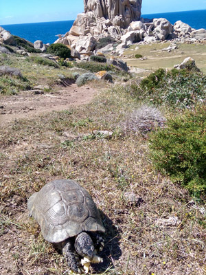 ©Charline F. - Tous Droits réservés Voyage en Sardaigne de Charline et Franck