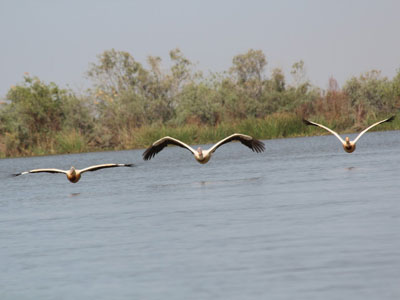 Voyage au Sénégal - Avis de Bernard