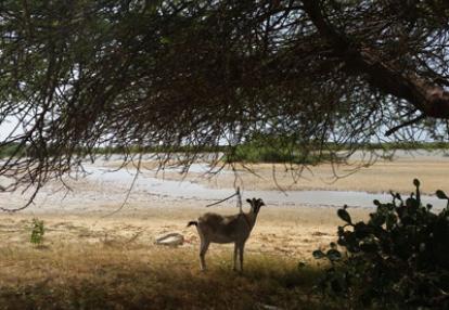 Voyage au Sénégal - Avis de Cédric