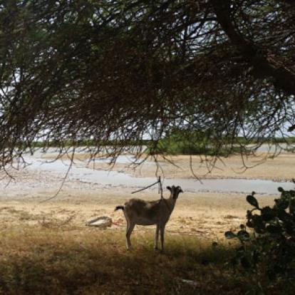 Voyage au Sénégal - Avis de Cédric