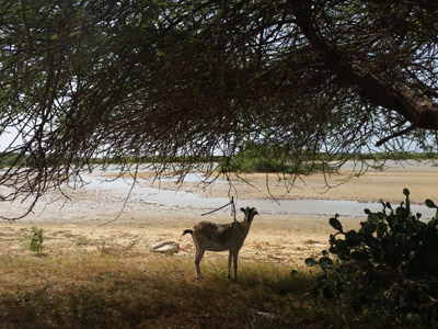 Voyage au Sénégal - Avis de Cédric