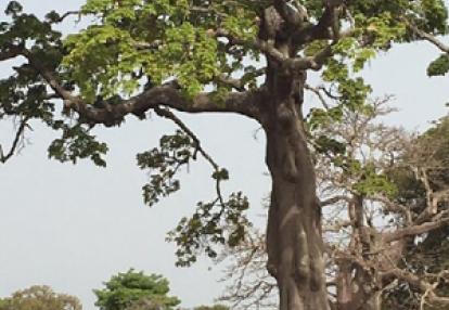 Voyage en Sénégal de Geneviève