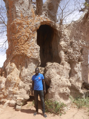 Baobabs  Voyage au Sénégal de Pascal et Claire