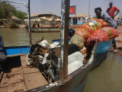 Héron perché (Gambie)  Voyage au Sénégal de Pascal et Claire