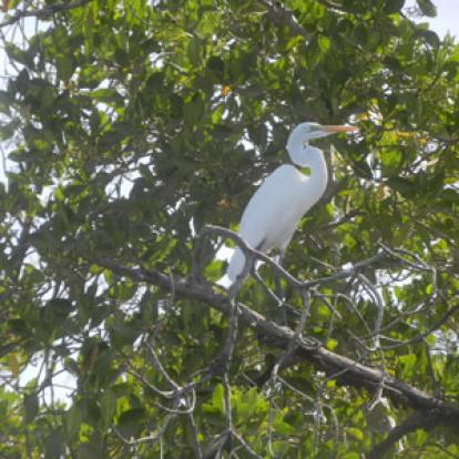 JanJanBureh Voyage au Sénégal de Pascal et Claire