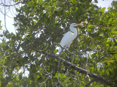 JanJanBureh  Voyage au Sénégal de Pascal et Claire