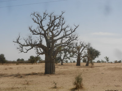Notre guide Abdoulaye  Voyage au Sénégal de Pascal et Claire