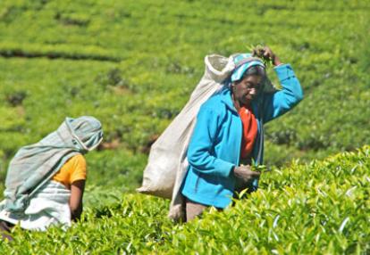 Séjour au Sri Lanka de Jacques D.
