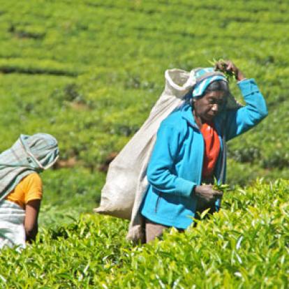 Séjour au Sri Lanka de Jacques D.