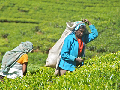 Séjour au Sri Lanka de Jacques D.