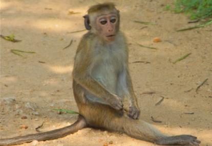Séjour au Sri Lanka de Jacques D.