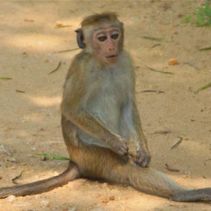 Séjour au Sri Lanka de Jacques D.
