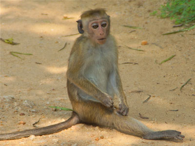 Séjour au Sri Lanka de Jacques D.