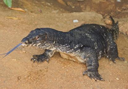 Séjour au Sri Lanka de Jacques D.
