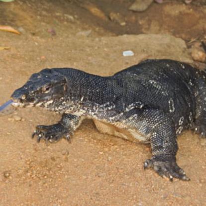 Séjour au Sri Lanka de Jacques D.