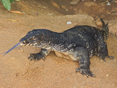 Séjour au Sri Lanka de Jacques D.