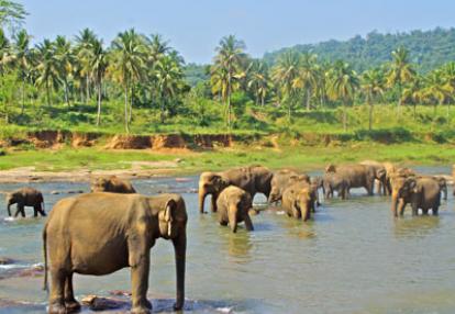 Séjour au Sri Lanka de Jacques D.