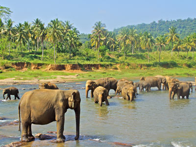 Séjour au Sri Lanka de Jacques D.