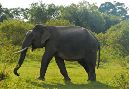 Séjour au Sri Lanka de Jacques D.
