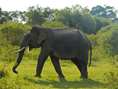 Séjour au Sri Lanka de Jacques D.