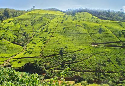 Séjour au Sri Lanka de Jacques D.