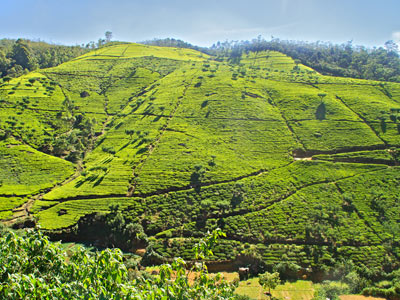 Séjour au Sri Lanka de Jacques D.