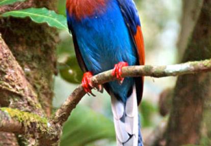 Séjour au Sri Lanka de Jacques D.