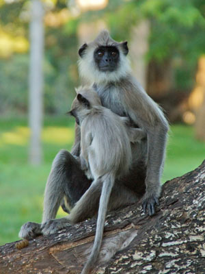 Séjour au Sri Lanka de Jacques D.