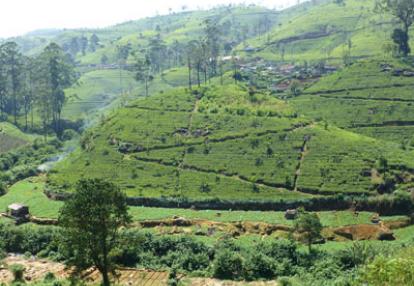 Voyage au Sri Lanka de Sylviane M.