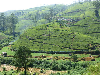 Voyage au Sri Lanka de Sylviane M.