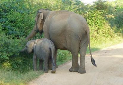 Voyage au Sri Lanka de Sylviane M.