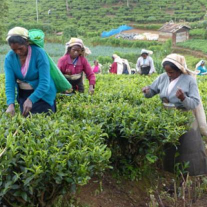©Bernard C. - Tous Droits Réservés Kandy: le thé