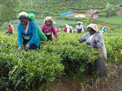 ©Bernard C. - Tous Droits réservés Kandy: le thé