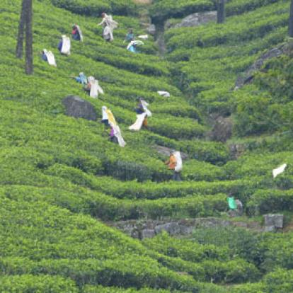 ©Bernard C. - Tous Droits Réservés Kandy - le thé